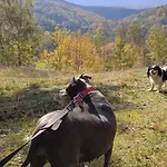 Brzozowa 4 * Piechowice (Karkonosze)