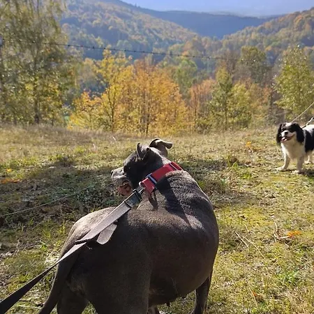 Brzozowa 4 * Piechowice (Karkonosze)
