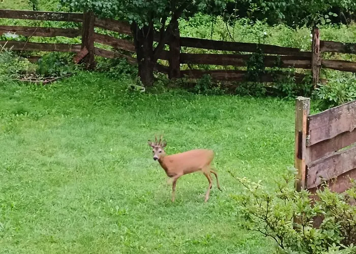 Apartment Brzozowa 4 *