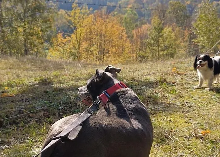 Brzozowa 4 * Piechowice (Karkonosze)